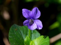 Viola riviniana Riseberga, Malmö, Skåne, Sweden 20200516_0006