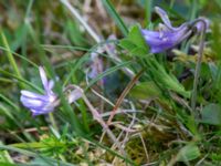 Viola rupestris ssp. rupestris Tosteberga ängar, Kristianstad, Skåne, Sweden 20150514_0097