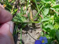 Viola tricolor Husie mosse, Malmö, Skåne, Sweden 20230531_0015