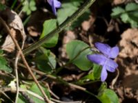 Viola uliginosa Hagalund NO Tollarp, Kristianstad, Skåne, Sweden 20170506_0190