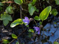 Viola uliginosa Hagalund NO Tollarp, Kristianstad, Skåne, Sweden 20170506_0193