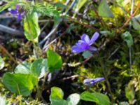 Viola uliginosa Hagalund NO Tollarp, Kristianstad, Skåne, Sweden 20170506_0205