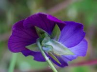 Viola × williamsii Lindängelunds rekreationsområde, Malmö, Skåne, Sweden 20170529_0013