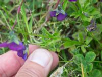 Viola × williamsii Lindängelunds rekreationsområde, Malmö, Skåne, Sweden 20170529_0015