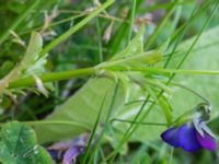 Viola × williamsii Lindängelunds rekreationsområde, Malmö, Skåne, Sweden 20170529_0027