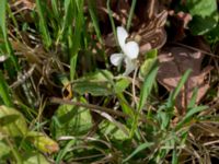 Viola alba Borgholms slottsruin, Borgholm, Öland, Sweden 20160409_0234