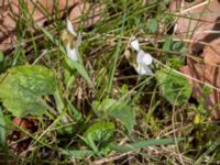 Viola alba Borgholms slottsruin, Borgholm, Öland, Sweden 20160409_0235