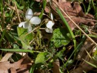 Viola alba Borgholms slottsruin, Borgholm, Öland, Sweden 20160409_0238