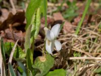 Viola alba Borgholms slottsruin, Borgholm, Öland, Sweden 20160409_0239