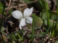 Viola alba Skeppssättningen, Borgholm, Öland, Sweden 20160409_0175