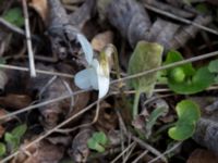 Viola alba Skeppssättningen, Borgholm, Öland, Sweden 20160409_0177