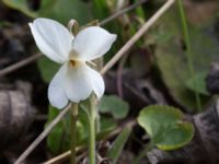 Viola alba Skeppssättningen, Borgholm, Öland, Sweden 20160409_0178