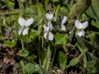 Viola alba Skeppssättningen, Borgholm, Öland, Sweden 20160409_0196