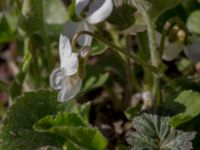 Viola alba Skeppssättningen, Borgholm, Öland, Sweden 20160409_0197