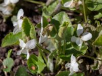 Viola alba Skeppssättningen, Borgholm, Öland, Sweden 20160409_0199