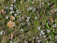 Viola alba x odorata Skeppssättningen, Borgholm, Öland, Sweden 20160409_0208