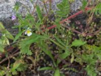 Viola arvensis Elbegatan, Malmö, Skåne, Sweden 20150614_0099