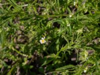 Viola arvensis Jordhögar Hyllie, Malmö, Skåne, Sweden 20180604_0032