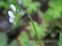 Viola arvensis NNO pumphuset, Husie mosse, Malmö, Skåne, Sweden 20220831_0079