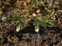 Viola arvensis Sege station, Burlöv, Skåne, Sweden 20160601_0040