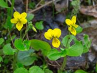 Viola biflora Abisko turiststation, Kiruna, Torne lappmark, Lappland, Sweden 20150707_0888