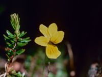 Viola biflora Bunnerplatån, Undersåker, Jämtland, Sweden 19800704_15