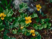 Viola biflora Bunnerplatån, Undersåker, Jämtland, Sweden 19800704_9