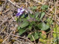 Viola canina ssp. canina Everöds gamla banvall, Kristianstad, Skåne, Sweden 20160508_0092