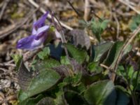 Viola canina ssp. canina Everöds gamla banvall, Kristianstad, Skåne, Sweden 20160508_0095