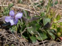 Viola canina ssp. canina Everöds gamla banvall, Kristianstad, Skåne, Sweden 20160508_0097