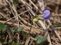 Viola canina ssp. canina Grötehög, Malmö, Skåne, Sweden 20190414_0086