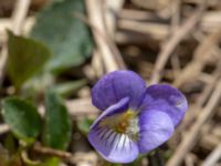 Viola canina ssp. canina Grötehög, Malmö, Skåne, Sweden 20190414_0087