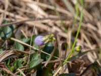 Viola canina ssp. canina Grötehög, Malmö, Skåne, Sweden 20190414_0088