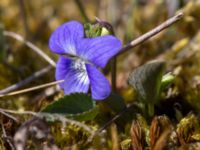 Viola canina ssp. canina Haväng, Simrishamn, Skåne, Sweden 20150511_0062