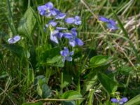 Viola canina ssp. canina Käglinge hästbacke, Malmö, Skåne, Sweden 20160529_0029