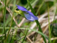 Viola canina ssp. canina Käglinge hästbacke, Malmö, Skåne, Sweden 20160529_0030