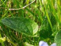 Viola canina ssp. canina Käglinge hästbacke, Malmö, Skåne, Sweden 20160529_0032