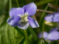 Viola canina ssp. canina Käglinge hästbacke, Malmö, Skåne, Sweden 20160529_0033