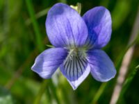 Viola canina ssp. canina Käglinge hästbacke, Malmö, Skåne, Sweden 20160529_0034