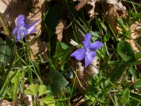 Viola canina ssp. canina Stenshuvud, Simrishamn, Skåne, Sweden 20170506_0092