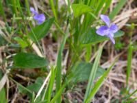 Viola canina ssp. montana Harsprånget, Stora Lulevatten, Jokkmokk, Lule lappmark, Lappland, Sweden 20150710_0675