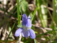 Viola elatior Kalkstad, Mörbylånga, Öland, Sweden 20170526_0032