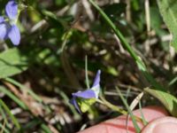 Viola elatior Kalkstad, Mörbylånga, Öland, Sweden 20170526_0033