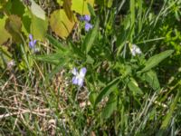 Viola elatior Kalkstad-Lenstad, Mörbylånga, Öland, Sweden 20150606_0190