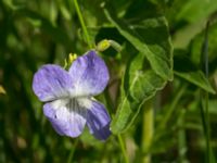 Viola elatior Kalkstad-Lenstad, Mörbylånga, Öland, Sweden 20150606_0191