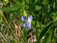 Viola elatior Kalkstad-Lenstad, Mörbylånga, Öland, Sweden 20150606_0193