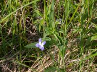 Viola elatior Kalkstad-Lenstad, Mörbylånga, Öland, Sweden 20150606_0195