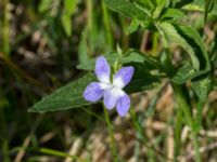 Viola elatior Kalkstad-Lenstad, Mörbylånga, Öland, Sweden 20150606_0198