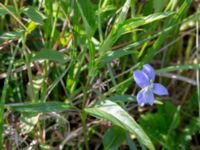 Viola elatior Kalkstad-Lenstad, Mörbylånga, Öland, Sweden 20150606_0211