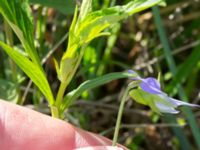 Viola elatior Kalkstad-Lenstad, Mörbylånga, Öland, Sweden 20150606_0214